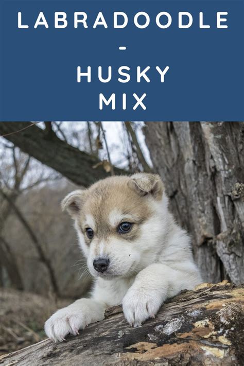 A Labradoodle Husky mix will have one Labradoodle parent and one purebred Siberian Husky parent. . Labradoodle husky mix